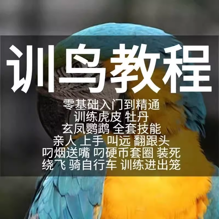 训鸟全套教程-鹦鹉虎皮杜丹玄凤训练教程上手训练鹦鹉说话【电商热销2】-欢迎访问本站