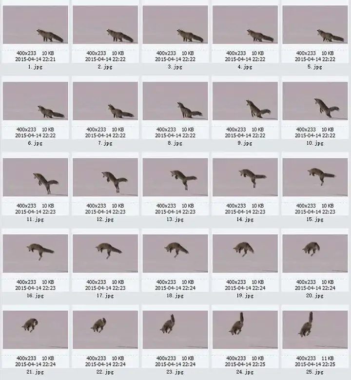 图片[5]-1721幅原画画集素材【动物昆虫运动规律图解】-动物昆虫图解素材合集 CG 动画 原画动作表演参考素材【电商热销67】-暗冰资源网