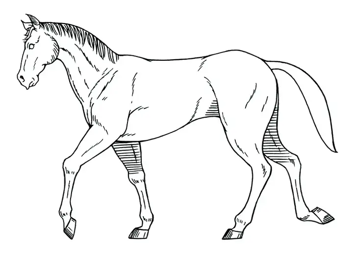 图片[8]-1721幅原画画集素材【动物昆虫运动规律图解】-动物昆虫图解素材合集 CG 动画 原画动作表演参考素材【电商热销67】-暗冰资源网