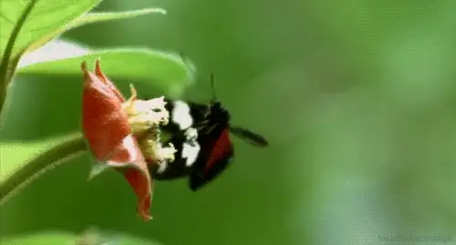 图片[11]-1721幅原画画集素材【动物昆虫运动规律图解】-动物昆虫图解素材合集 CG 动画 原画动作表演参考素材【电商热销67】-暗冰资源网