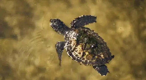 图片[12]-1721幅原画画集素材【动物昆虫运动规律图解】-动物昆虫图解素材合集 CG 动画 原画动作表演参考素材【电商热销67】-暗冰资源网
