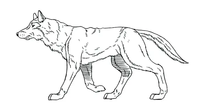 图片[13]-1721幅原画画集素材【动物昆虫运动规律图解】-动物昆虫图解素材合集 CG 动画 原画动作表演参考素材【电商热销67】-暗冰资源网