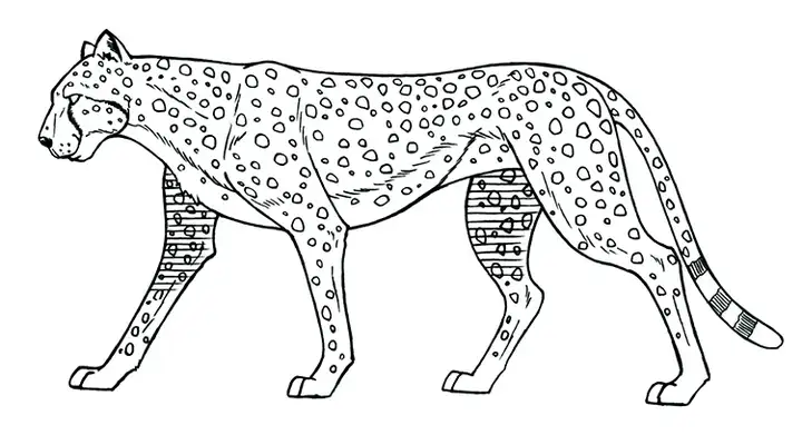 图片[14]-1721幅原画画集素材【动物昆虫运动规律图解】-动物昆虫图解素材合集 CG 动画 原画动作表演参考素材【电商热销67】-暗冰资源网