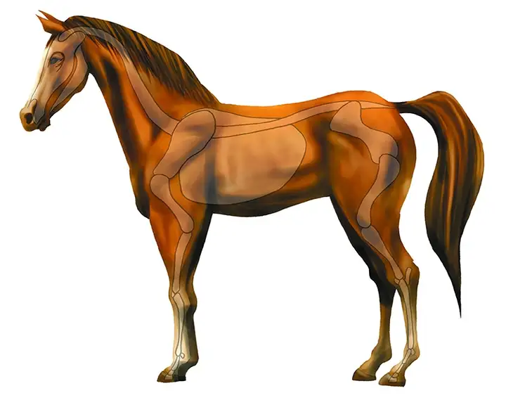 图片[15]-1721幅原画画集素材【动物昆虫运动规律图解】-动物昆虫图解素材合集 CG 动画 原画动作表演参考素材【电商热销67】-暗冰资源网