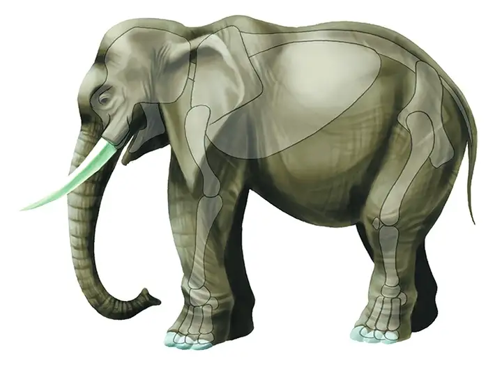 图片[17]-1721幅原画画集素材【动物昆虫运动规律图解】-动物昆虫图解素材合集 CG 动画 原画动作表演参考素材【电商热销67】-暗冰资源网